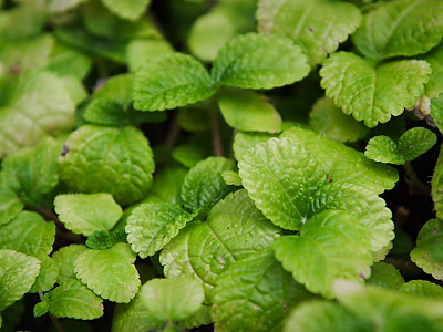 줄필레아 사진 - Pilea nummularifolia Wedd. Photos
