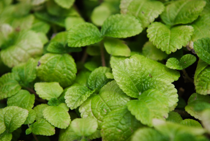 줄필레아 - Pilea nummularifolia Wedd.