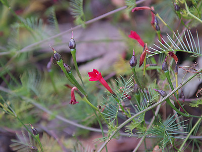 유홍초 사진 - Quamoclit pennata (Desr.) Bojer Photos