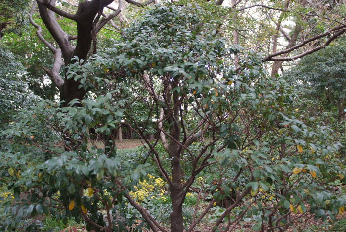 비쭈기나무 - Cleyera japonica Thunb.