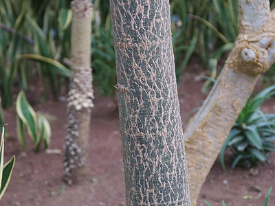 호주 바오밥나무 사진 - Adansonia gregorii Photos