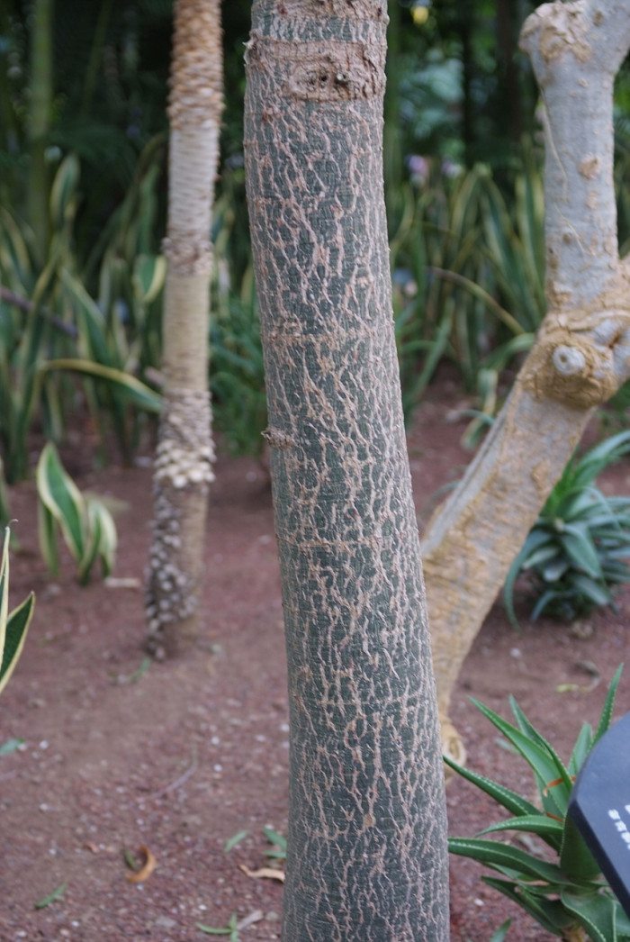 호주 바오밥나무 - Boab, Baobab, Australian Bottle Tree, Adansonia gregorii