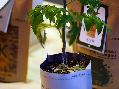 방울토마토 사진 - Lycopersicon esculentum Mill. Photos