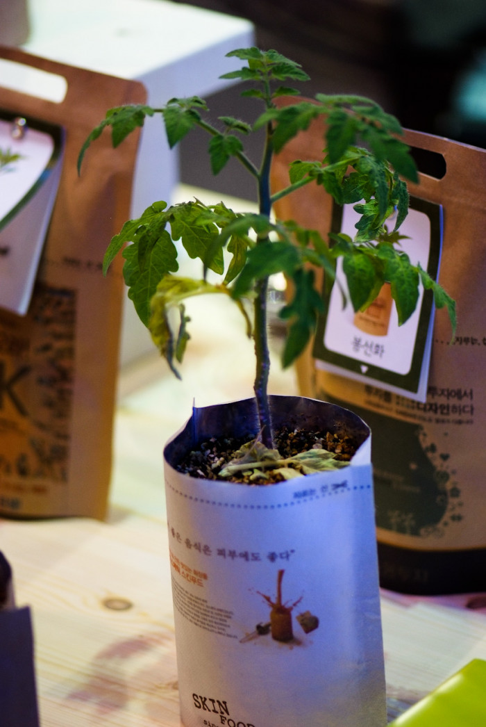 방울토마토 - Cherry tomato, Mini tomato, Lycopersicon esculentum Mill.