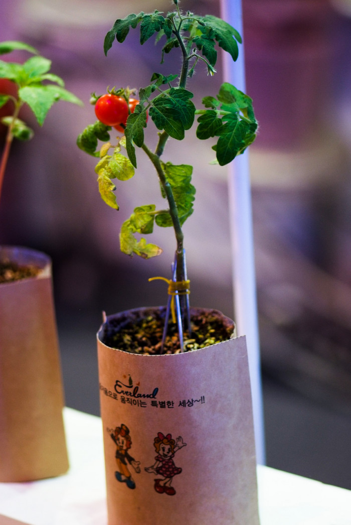 방울토마토 - Cherry tomato, Mini tomato, Lycopersicon esculentum Mill.
