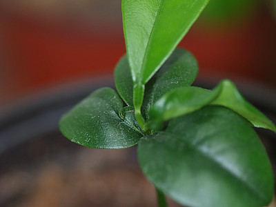 금귤 사진 - Fortunella japonica Photos