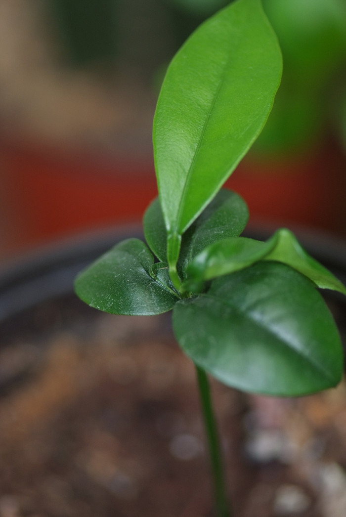 금귤 - Kumquat, Fortunella japonica