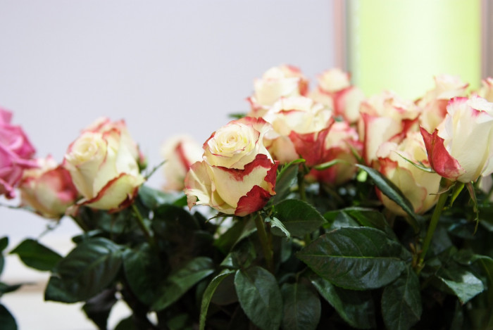 장미 - Rose, Rosa hybrida