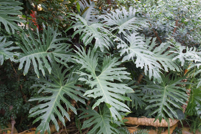 호프 셀렘 - Lacy tree-philodendron, Philodendron selloum C.Koch.