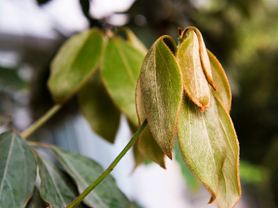 참식나무 사진 - Neolitsea sericea (Blume) Koidz. Photos