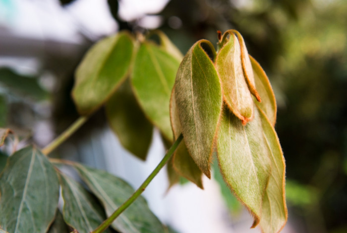참식나무 - Neolitsea sericea (Blume) Koidz.