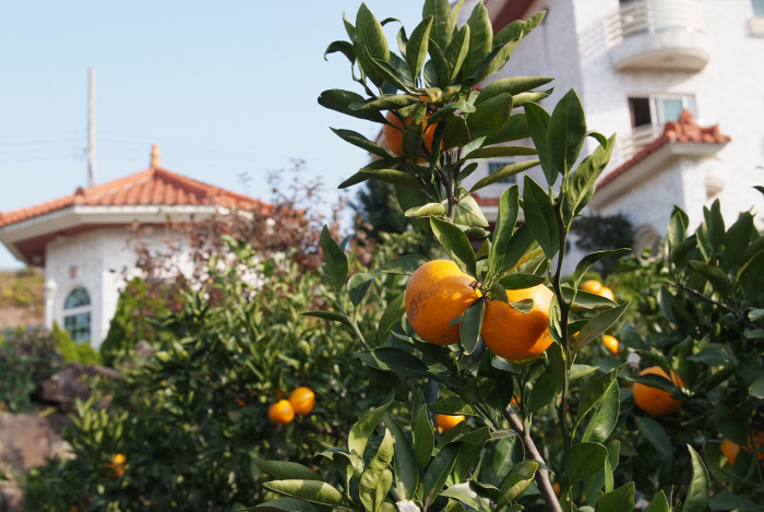 귤나무 -  , Citrus unshiu S.Marcov.