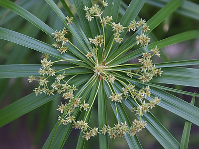 종려방동사니 사진 - Cyperus alternifolius L. Photos