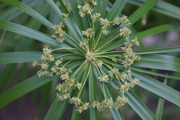 종려방동사니 - Cyperus alternifolius L.