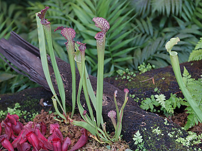 사라세니아 사진 - Sarracenia Photos