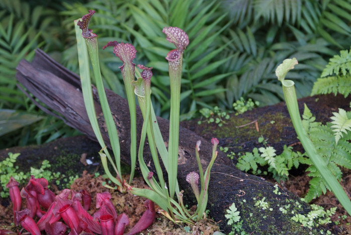 사라세니아 - rubra, Sarracenia