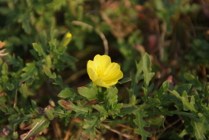 달맞이꽃 - 달맞이 꽃, Oenothera odorata