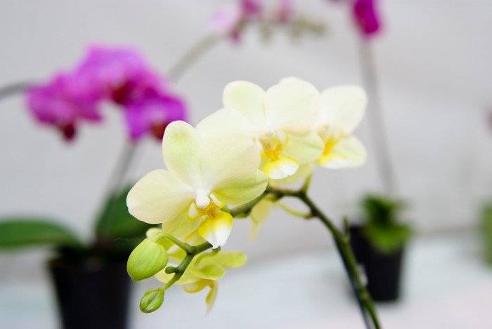 호접란 - Moth orchids, phalaenopsis