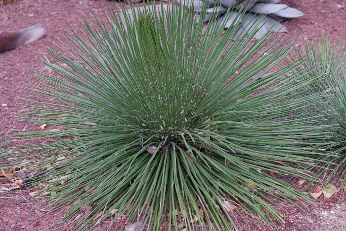 희난설 - Agave geminiflora