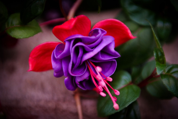 후쿠시아 - Common garden fuchsia, Fuchsia spp.
