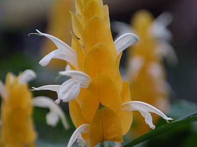 노란새우꽃 사진 - Pachystachys lutea Nees Photos