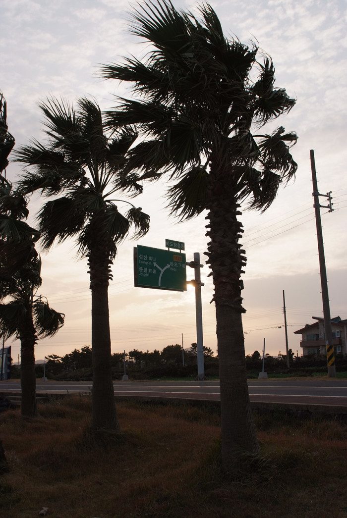 워싱턴야자 - Washington palm, California Fan Palm, Washingtonia filifera
