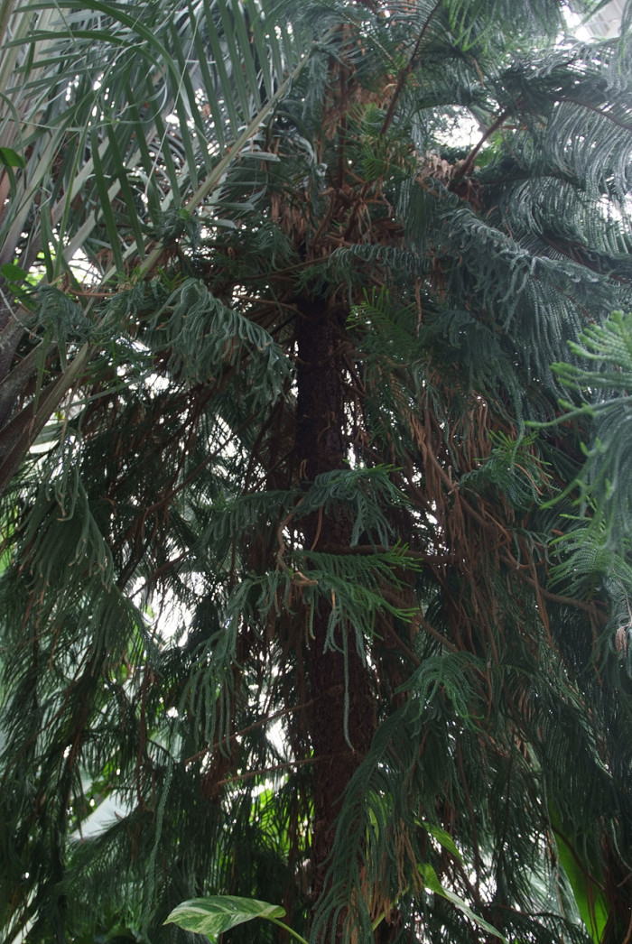 아라우카리아 - Norfolk Island Pine, Araucaria heterophylla (Salisb.) Franco