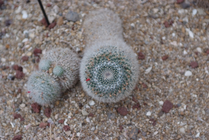 선인장 - Opuntia ficus-indica Mill.