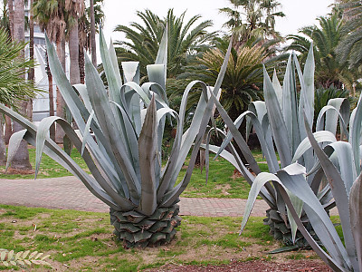 용설란 사진 - Agave americana Photos