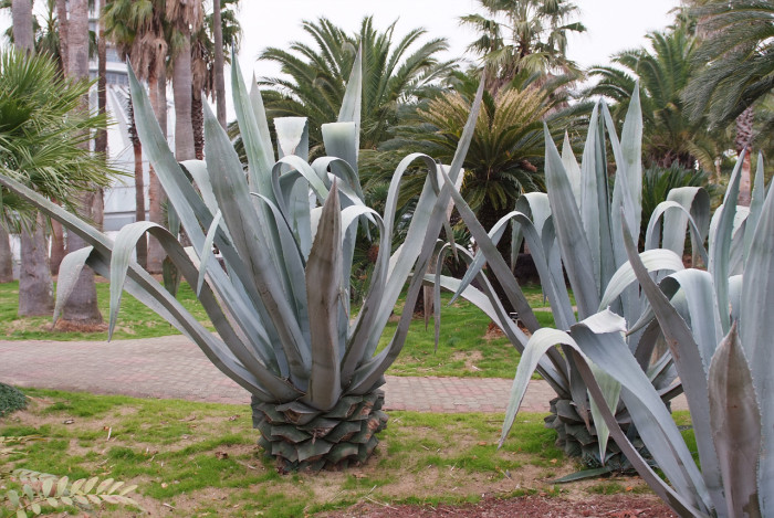 용설란 - Agave Americana, Agave americana