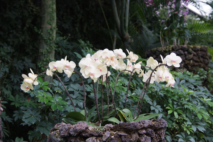 호접란 - Moth orchids, phalaenopsis