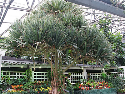 판다누스 사진 - Pandanus utilis Bory Photos