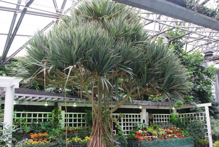 판다누스 - Common screwpine, Pandanus utilis Bory