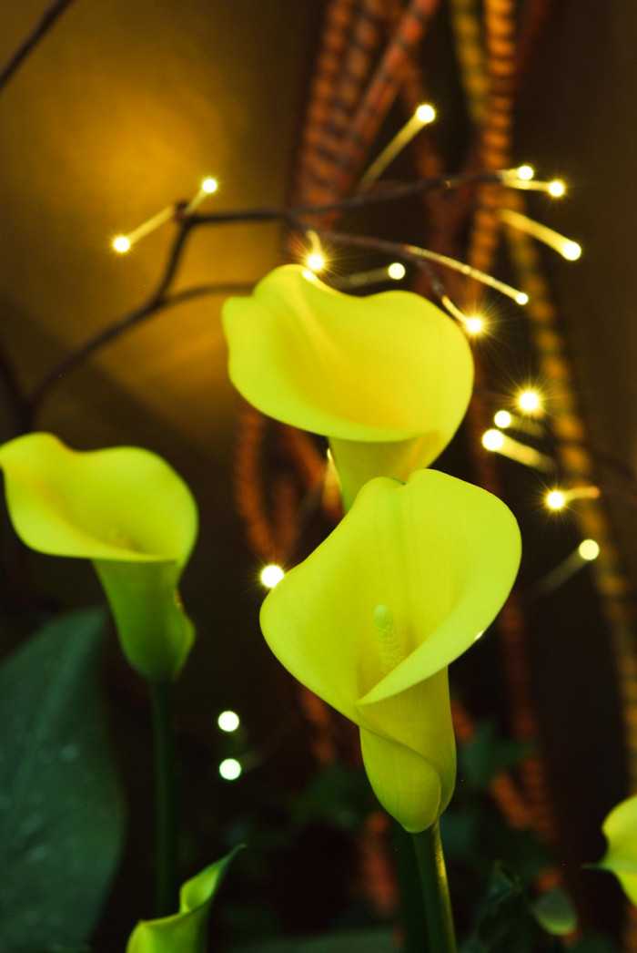 칼라 - calla, Zantedeschia aethiopica