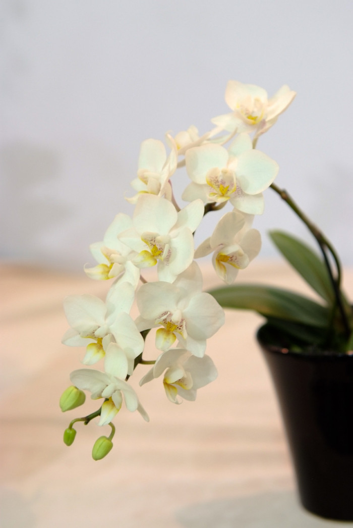호접란 - Moth orchids, phalaenopsis