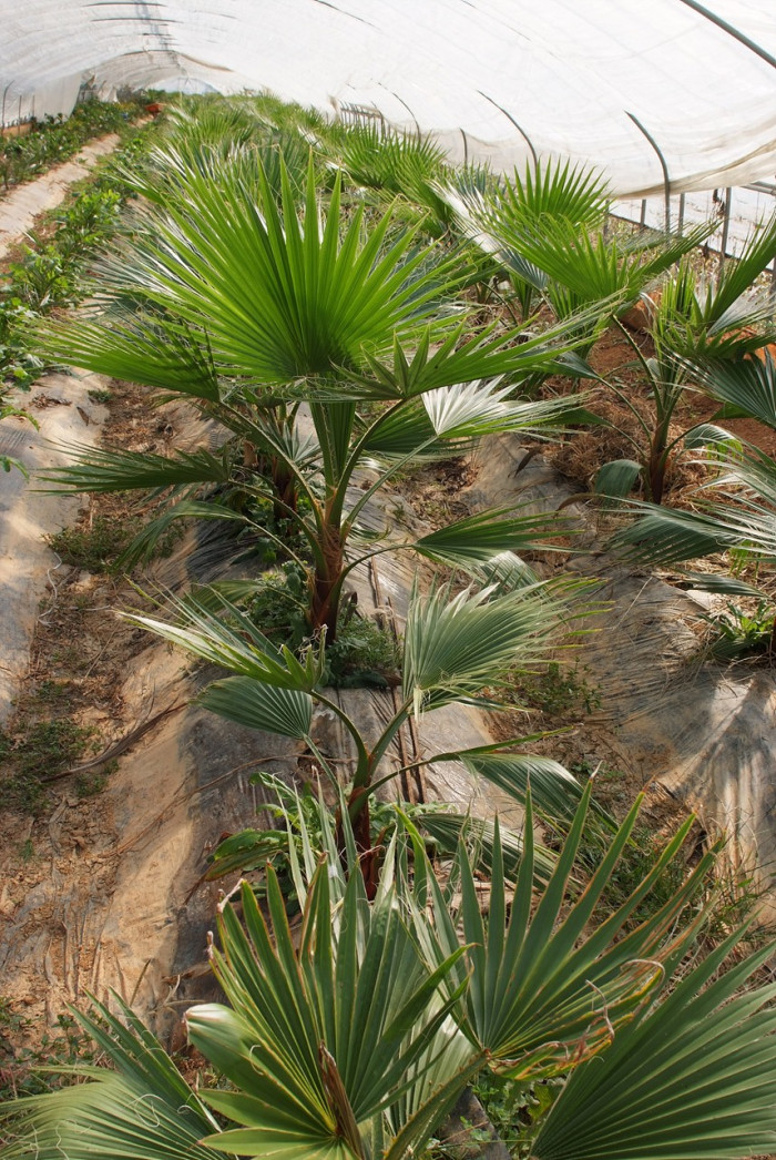 워싱턴야자 - Washington palm, California Fan Palm, Washingtonia filifera