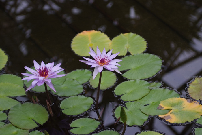 수련 - Nymphaea tetragona var. angusta