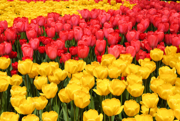 튤립 - Tulip, Tulipa gesneriana