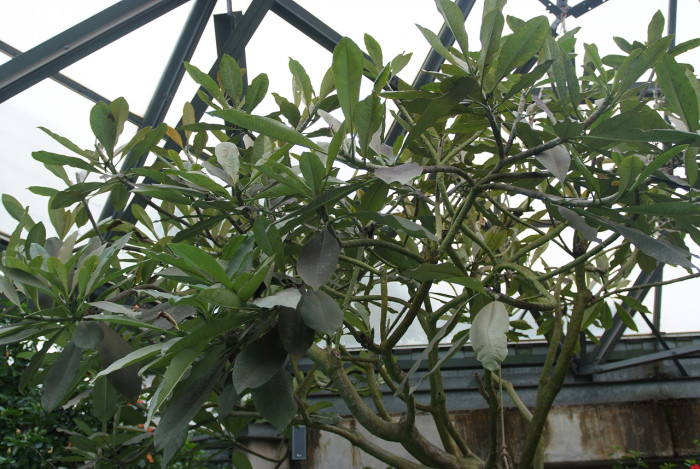 러브하와이 - Flumeria, Plumeria Alba