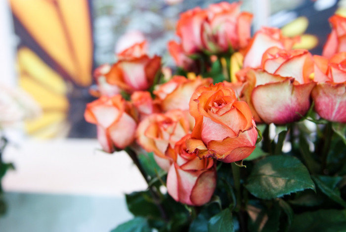 장미 - Rose, Rosa hybrida
