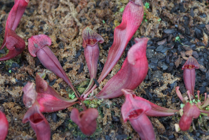 사라세니아 - rubra, Sarracenia