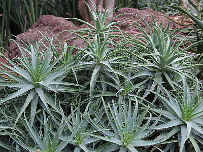 알로에 아보레센스 사진 - Aloe Aborescens Photos