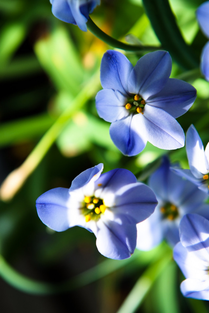 향기별꽃 - starflower, spring starflower, Ipheion uniflorum
