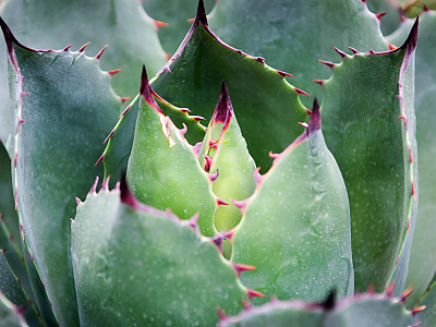 뇌광 사진 - Agave potatorum Zucc. Photos