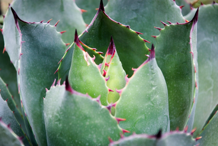 뇌광 - Agave scolymus,Agave verschaffletii, Agave potatorum Zucc.