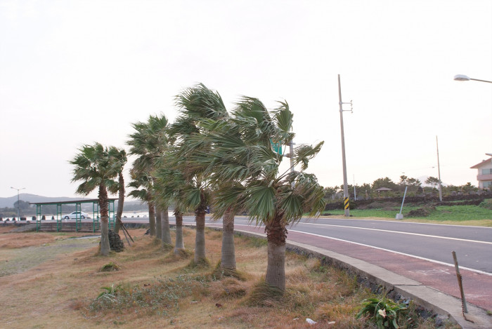 워싱턴야자 - Washington palm, California Fan Palm, Washingtonia filifera