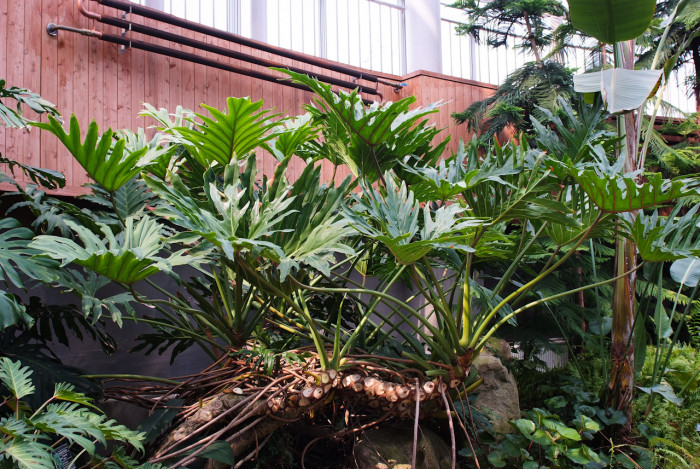 필로덴드론 셀로움 - Selloum philodendron, Philodendron bipinnatifidum