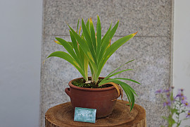 대청부채 - Iris dichotoma Pall.