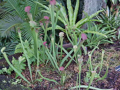 사라세니아 사진 - Sarracenia Photos