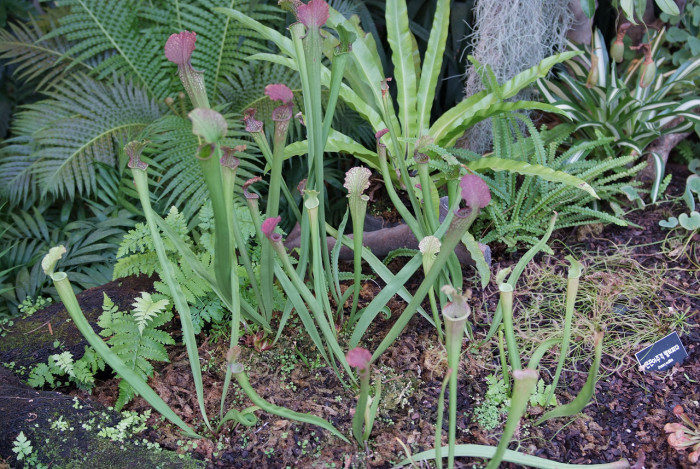 사라세니아 - rubra, Sarracenia